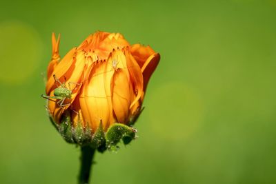 Close-up of insect on plant