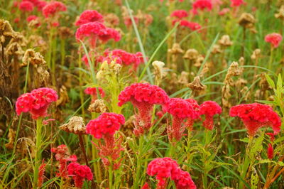 Close-up of red flowering plants on field