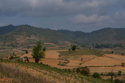 Scenic view of agricultural field against sky