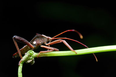 Close-up of grasshopper