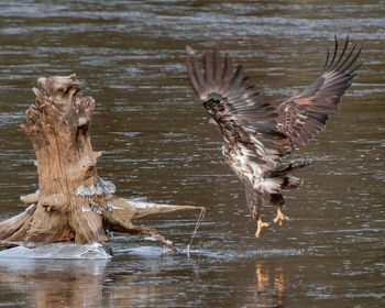 Bird in water