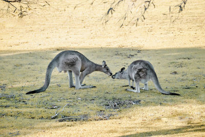 Side view of kangaroos in the park