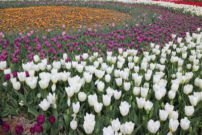 Scenic view of white tulip flowers on field