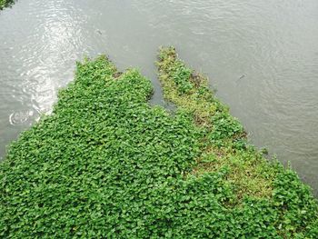 High angle view of fresh green plants in lake