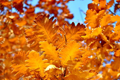 Close-up of maple leaves during autumn