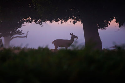 Silhouette of deer