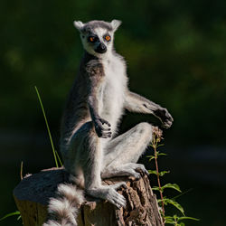 Lemur sitting on tree stump