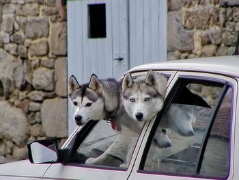 Dog in car