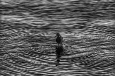 High angle view of bird swimming in lake