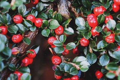 Close-up of berries growing on tree