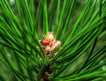 Close-up of insect on leaf