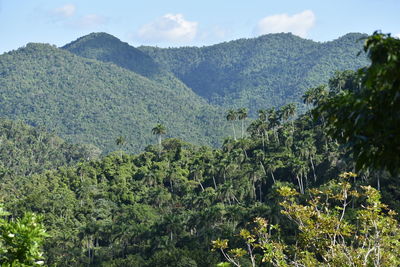 Scenic view of forest against sky