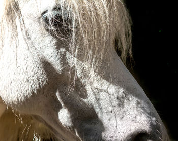 Close-up of a horse