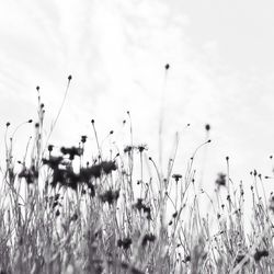 Plants growing on field