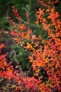 Close-up of red maple leaves on plant during autumn