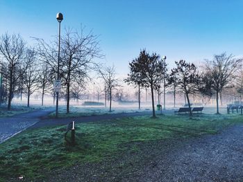 Trees in park during foggy weather against clear sky