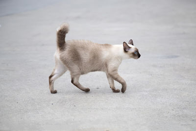 Side view of a dog walking