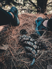 Low section of person on field in forest