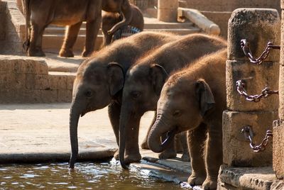 Close-up of elephant drinking water