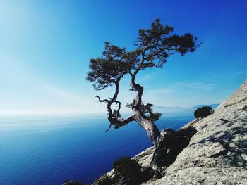 Tree on rock by sea against blue sky