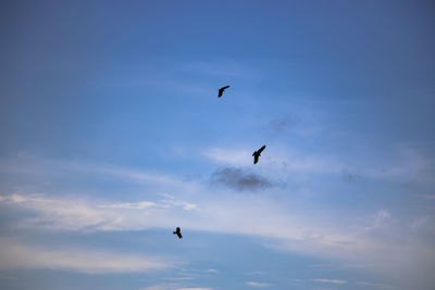 Low angle view of birds flying in sky