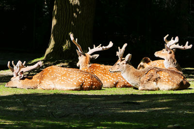 Deer resting in a field