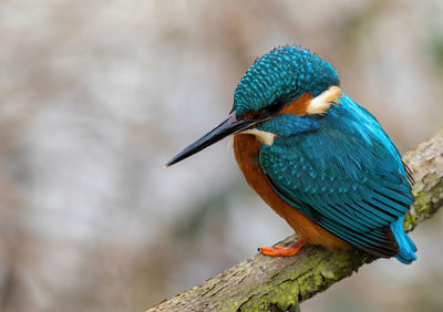 Close-up of a bird perching on branch