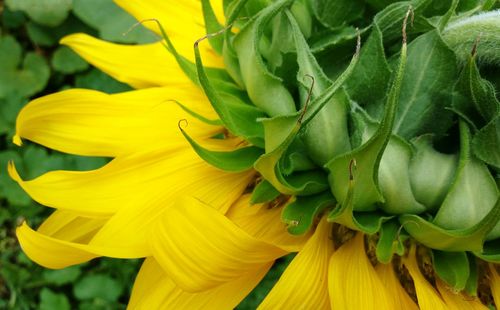 Close-up of sunflower growing in yard