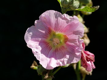 Close-up of pink flower
