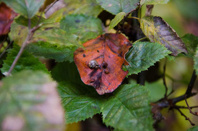 Close-up of leaf on plant