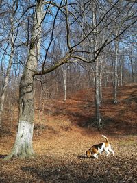 View of dog in the forest