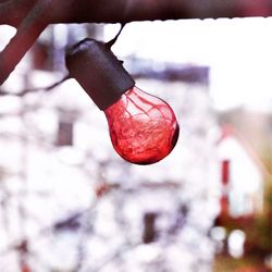 Close-up of red hanging from tree against sky