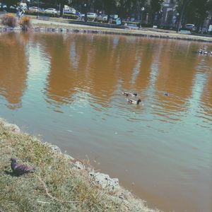 Birds in water