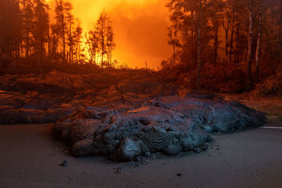 Scenic view of forest against sky during sunset