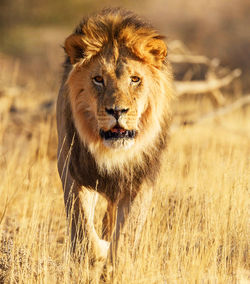 Lioness running on field