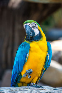 Close-up of blue-and-yellow macaw outdoors
