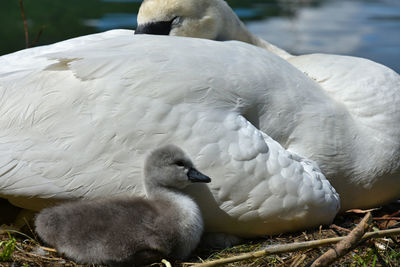 Close-up of cygnet by white swan