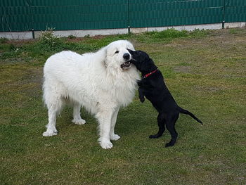 Full length of a dog on field