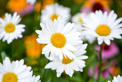 Close-up of white flowers blooming outdoors