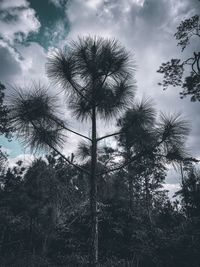 Low angle view of coconut palm trees against sky