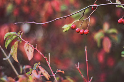Nature Beauty