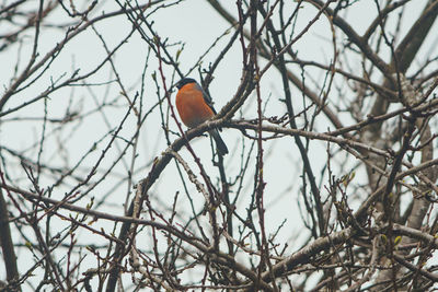 Low angle view of bird perching on branch