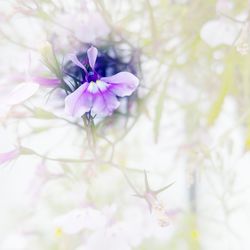 Close-up of purple flower blooming on tree