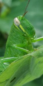 Close-up of insect on leaf