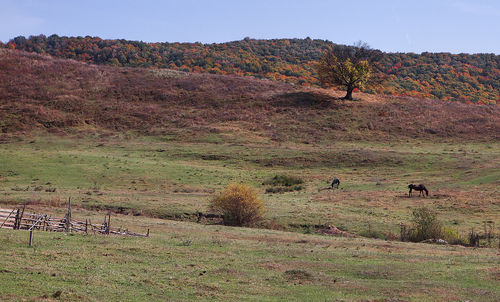 Flock of sheep grazing on field against sky