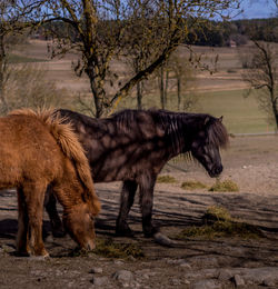 Two horses in enclosed pasture