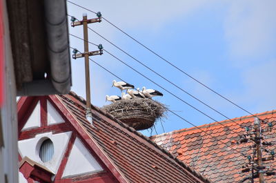 Low angle view of birds on roof of building