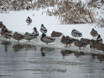 Flock of birds in lake during winter