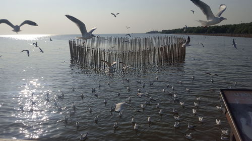 Seagulls flying over lake