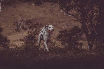 Dogs running on field